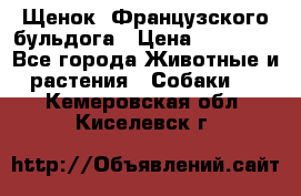 Щенок  Французского бульдога › Цена ­ 35 000 - Все города Животные и растения » Собаки   . Кемеровская обл.,Киселевск г.